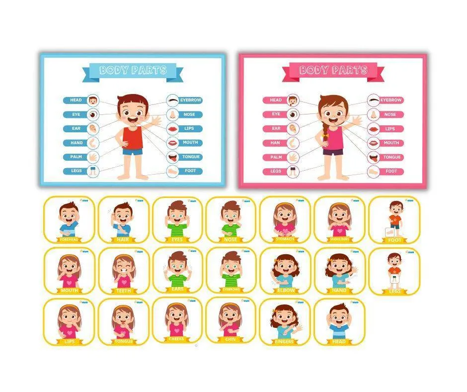 body-parts-cards