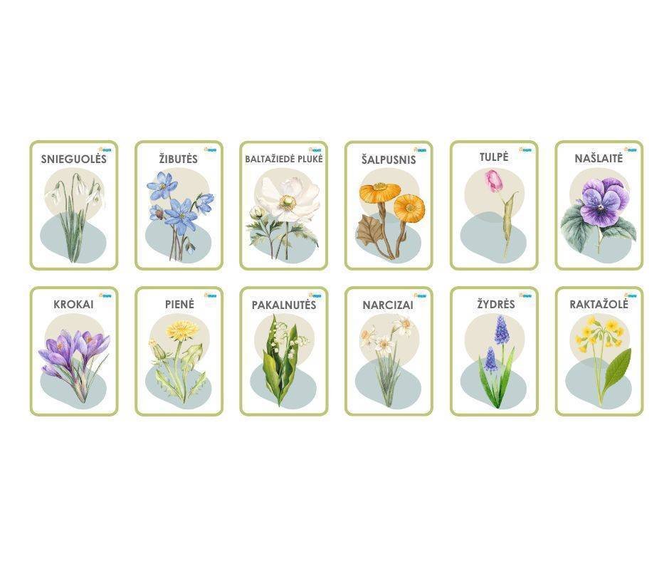 pavasario-geles-korteles