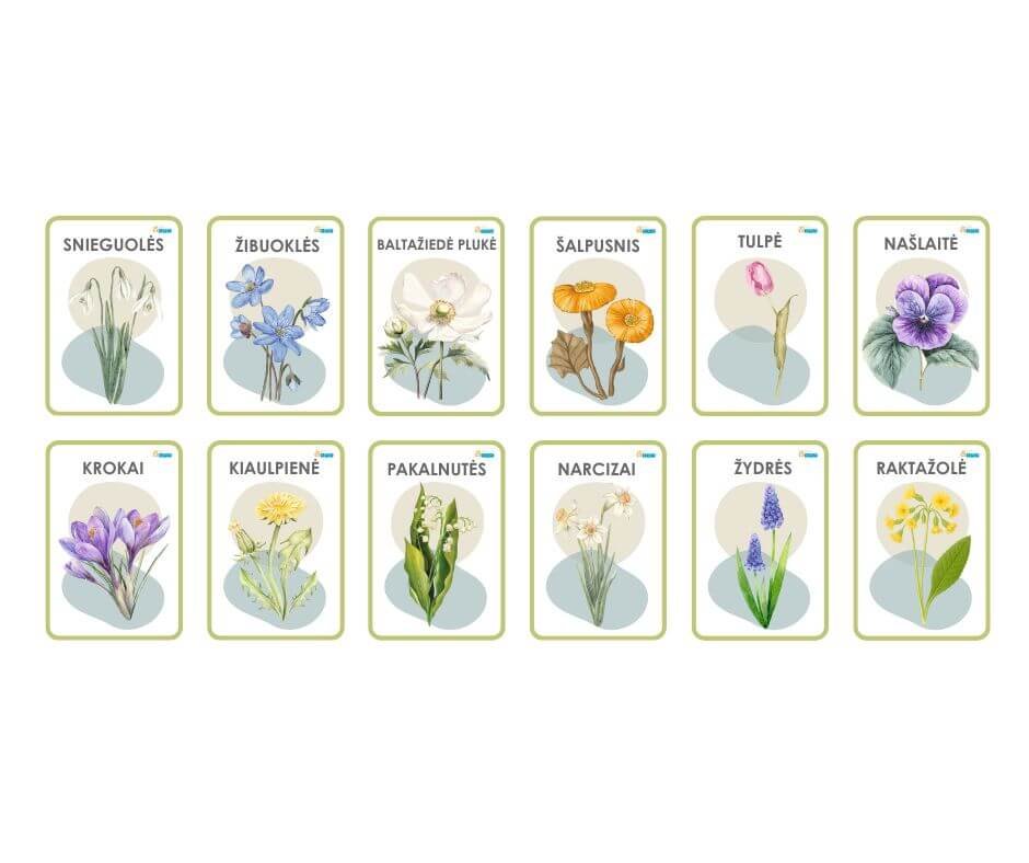 Pavasario-geles-korteles